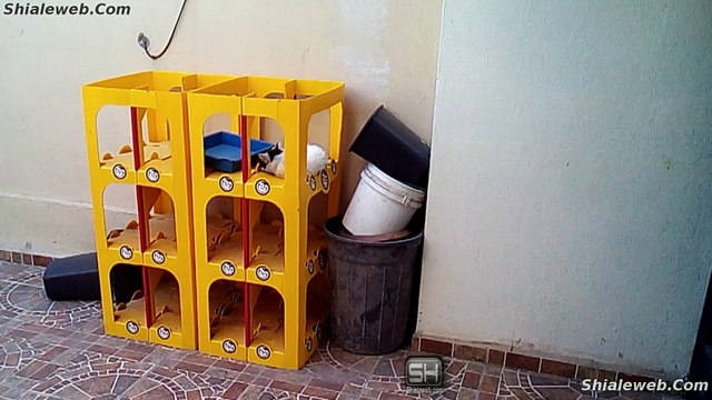 Calabazas De Halloween Las Mascotas Gato Pernanca Y Perros Panchito Rayito