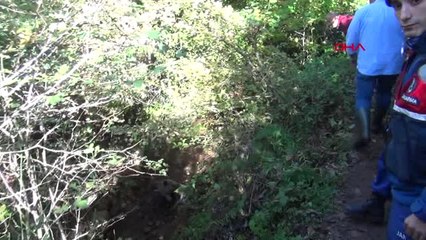 Bartın Yediği Yiyecekten Zehirlenen Ayı Tedavi Edildi - 2