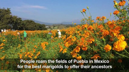 Marigolds abound in Mexico to celebrate the Day of the Dead