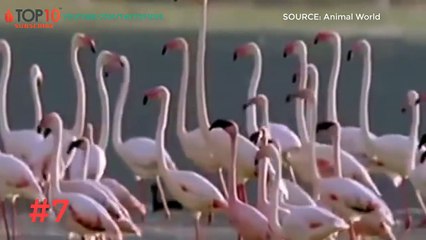 JACKALS VS. ANIMALS ,Jackals VS Gazelle, Seal, Warthog, Impala,...