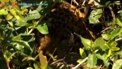 Jaguar attacks Crocodile to Death