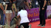 Pit bull attacks Siberian husky at pet show
