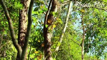 Hành trình tìm loại lan rừng QUÝ HIẾM bậc nhất việt nam - Khám Phá Sinh Tồn