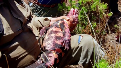 BBC Galapagos with Liz Bonnin 1 of 3 Cauldron  of  Life