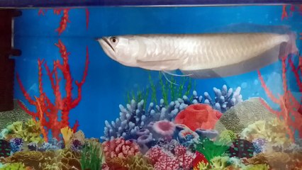 Beutifull silver arwana