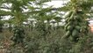 Yetiştirdiği Papaya Meyvesiyle Ana Vatan Meksika ve Malezya'ya Rakip Oldu