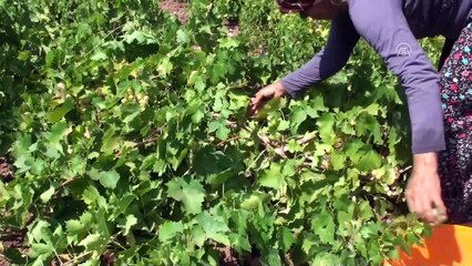 Kuru üzüm fiyatları çiftçinin yüzünü güldürdü - ADIYAMAN