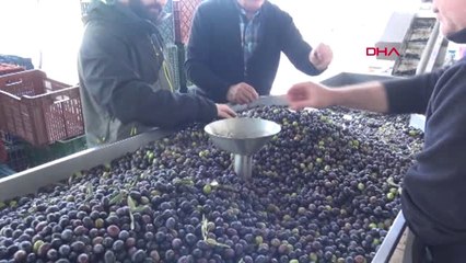 Muğla Kaliteli Zeytinyağı Elde Etmek İçin 500 Kilometre Yol Geldi