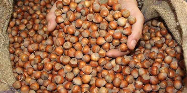 Toprak Mahsulleri Ofisi Fındık Alımlarına Başladı! İşte Fiyatlar