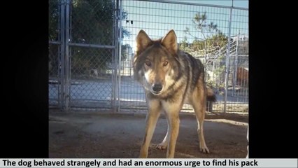 Rire - L'homme reçoit un chiot gratuit, mais il s'est avéré être autre chose