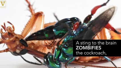 Cockroach Karate Kicks Wasp To Avoid Becoming Brainless Zombie