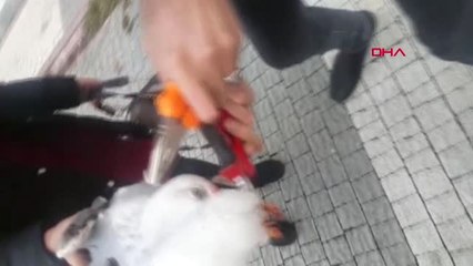 Şişli'de Vatandaşlardan Martı Kurtarma Operasyonu