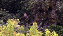 Is that a Common Buzzard which we saw sitting near Kuari Pass in Uttarakhand