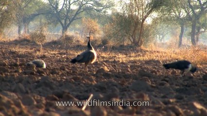 Peafowl forage on dry grass in Jodhpur Rajasthan