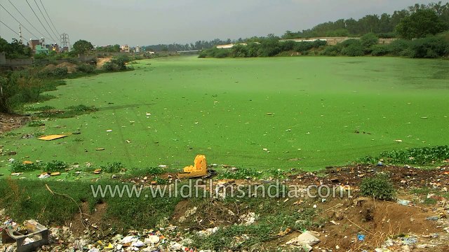 Shikra - a small but powerful urban raptor found in Delhi - even in polluted areas