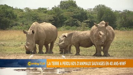 La Terre a perdu 60% d'animaux sauvages en 40 ans-WWF [The Morning Call]