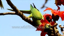 Stark colours- Rose-ringed Parakeet on Silk Cotton tree blossoms