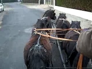 Dressage des 4 ponettes à l'attelage à 4