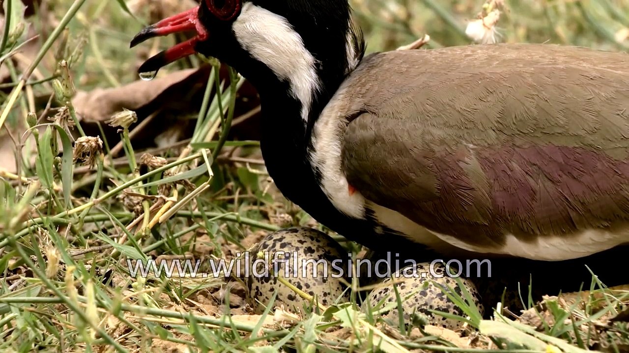 This bird sits in 50 degrees Celcius heat out in the sun- Red-wattled Lapwing
