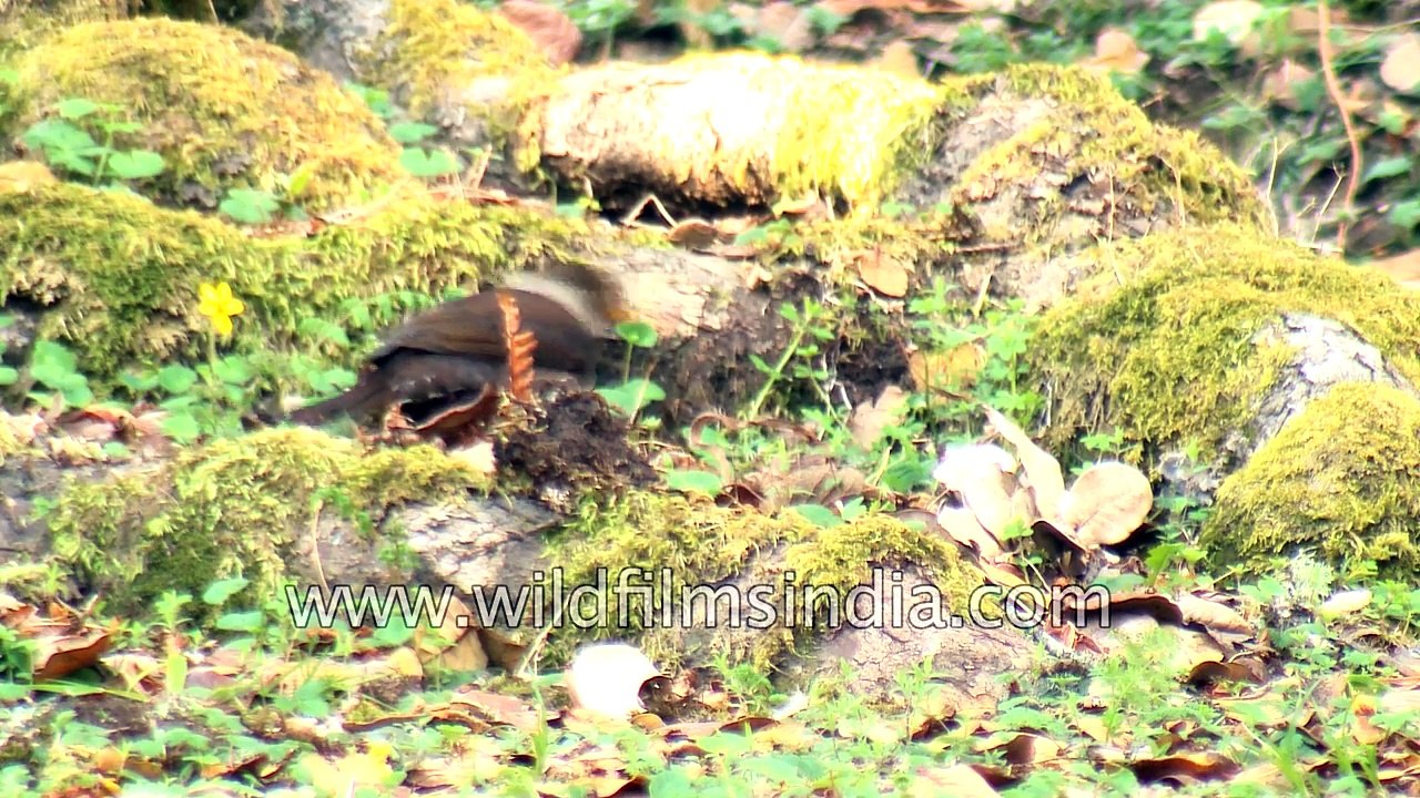 White-collared Blackbird in uttarakhand