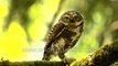 World smallest owl is quite a predator- Collared Pygmy Owlet with lizard