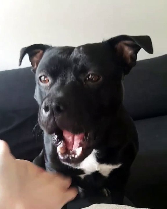 dogy waiting for some food stuff to eat