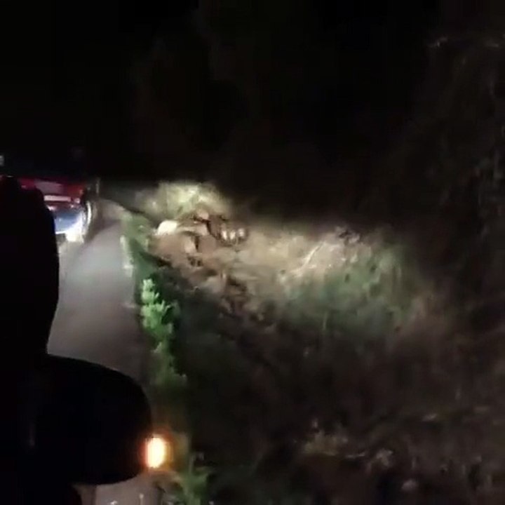 Yabani devam et diyen jandarma