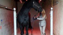 Natalia Noviel (cavalière et propriétaire de chevaux) et Bretch (8 ans)