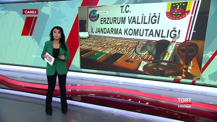 500 Tüp Yılan Zehri Ele Geçirildi  tgrthaber