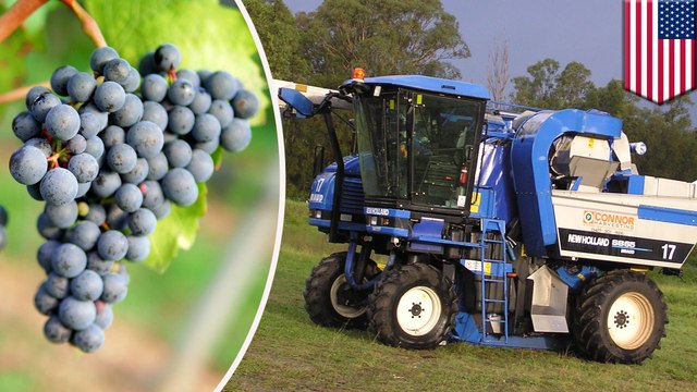 Vineyard worker killed by grape-harvesting machine