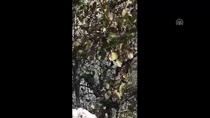 Teröristin yakalanma anı kamerada - ŞIRNAK