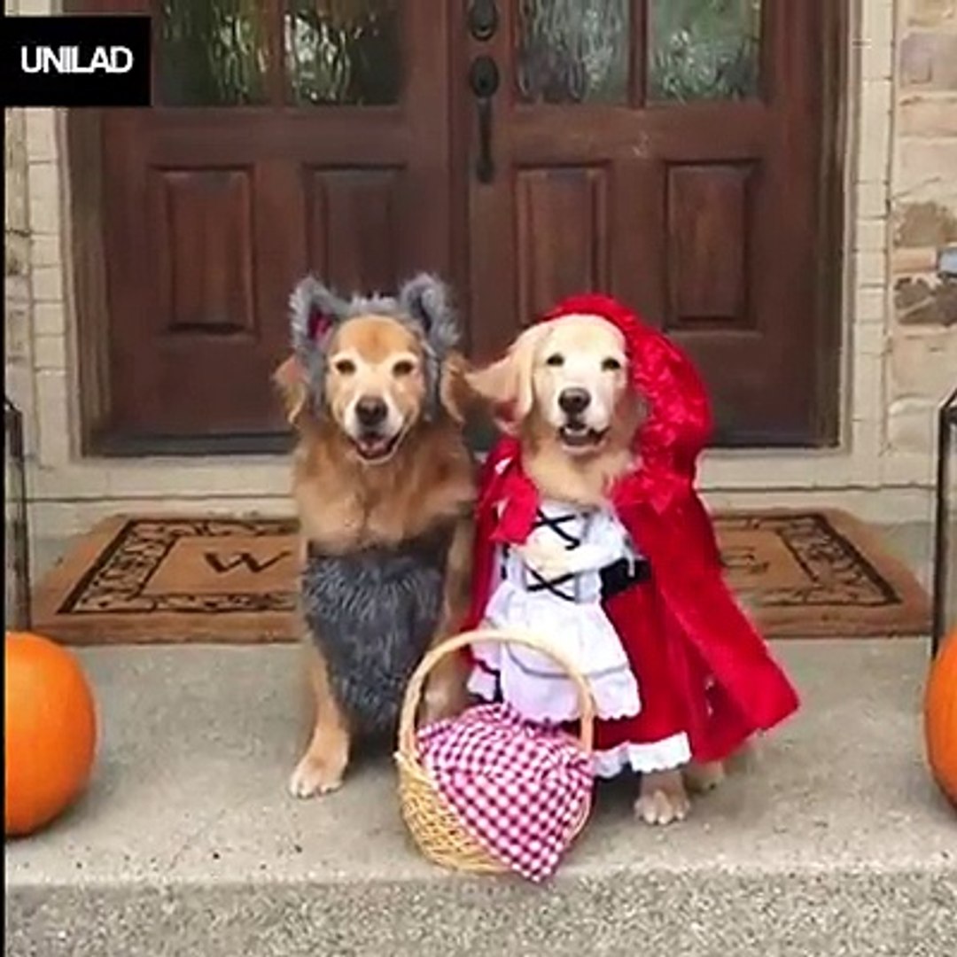 Little Red Riding Hood And The Hecking Bad Wolf Video Dailymotion