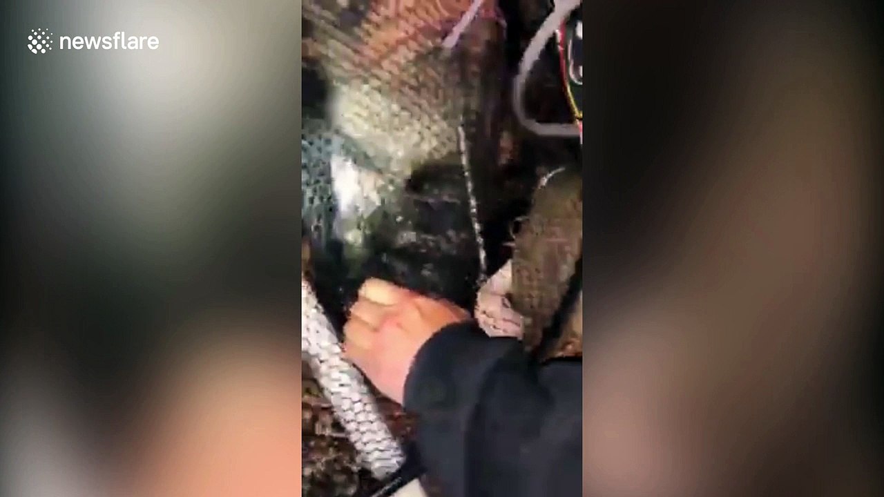 Greedy raccoon has to be rescued after getting head stuck in peanut butter jar