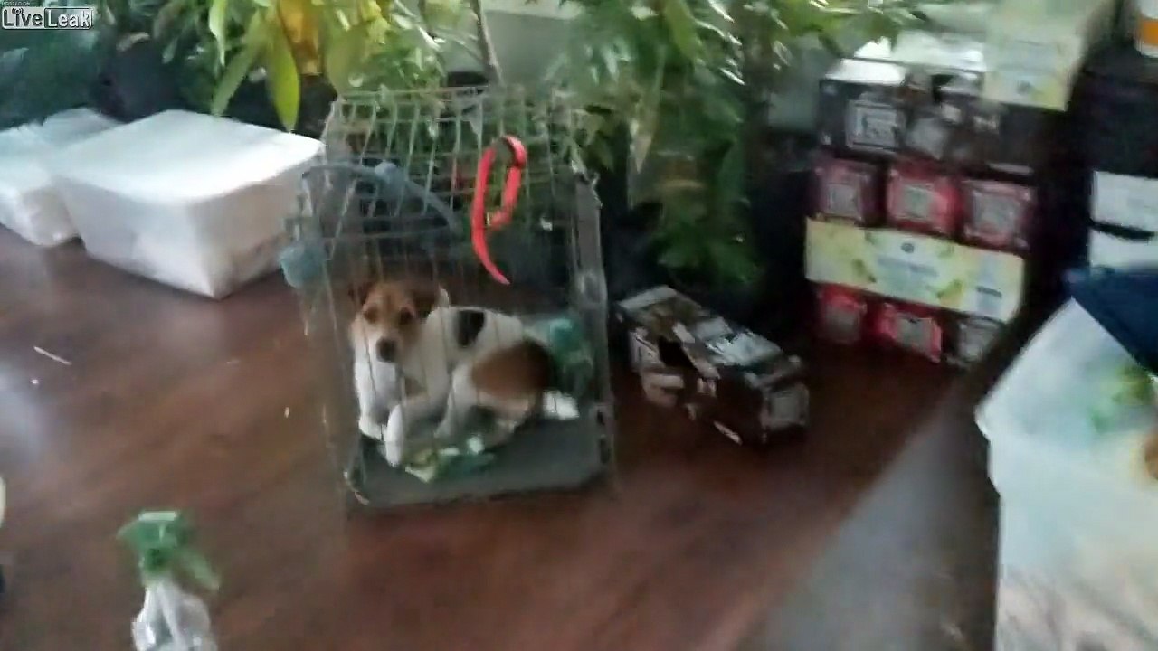 Jackson and the Mouse