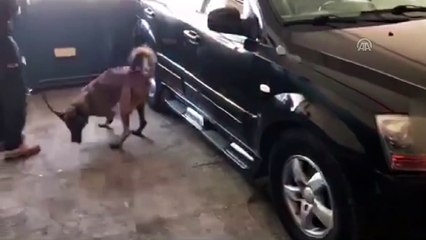 20 kilo 810 gram eroin ele geçirildi - MALATYA