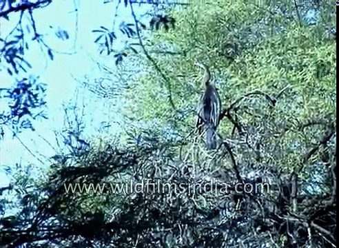 Birds mass together on Bharatpur marshes- Black-necked Stork Cormorants and ducks