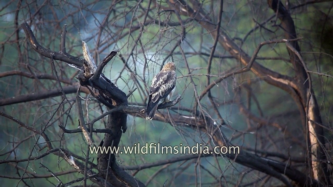 Booted Eagle at Bharatpur
