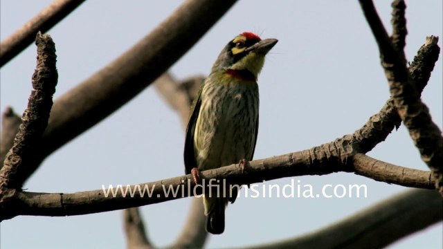 Coppersmith or Crimson-breasted Barbet a dumpy little bird excavates its nest