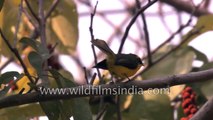 Cute little Yellow-bellied Fantail Flycatcher