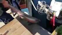Mudanyalı Balıkçılar Dev Köpek Balığı Yakaladı