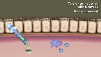 Vaccine against celiac disease could soon be available