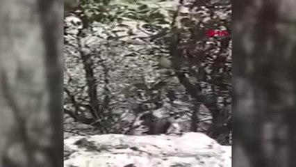 Şırnak Teröristin Yakalanma Anı Böyle Görüntülendi