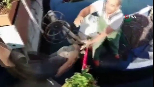 Mudanyalı Balıkçılar Dev Köpek Balığı Yakaladı