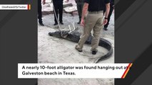 'You're Under Arrest': 10-Foot Gator Spotted At A Texas Beach