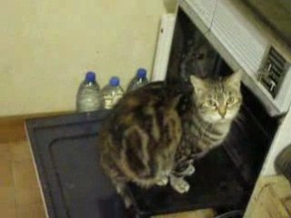 Loulou et la cuisinière