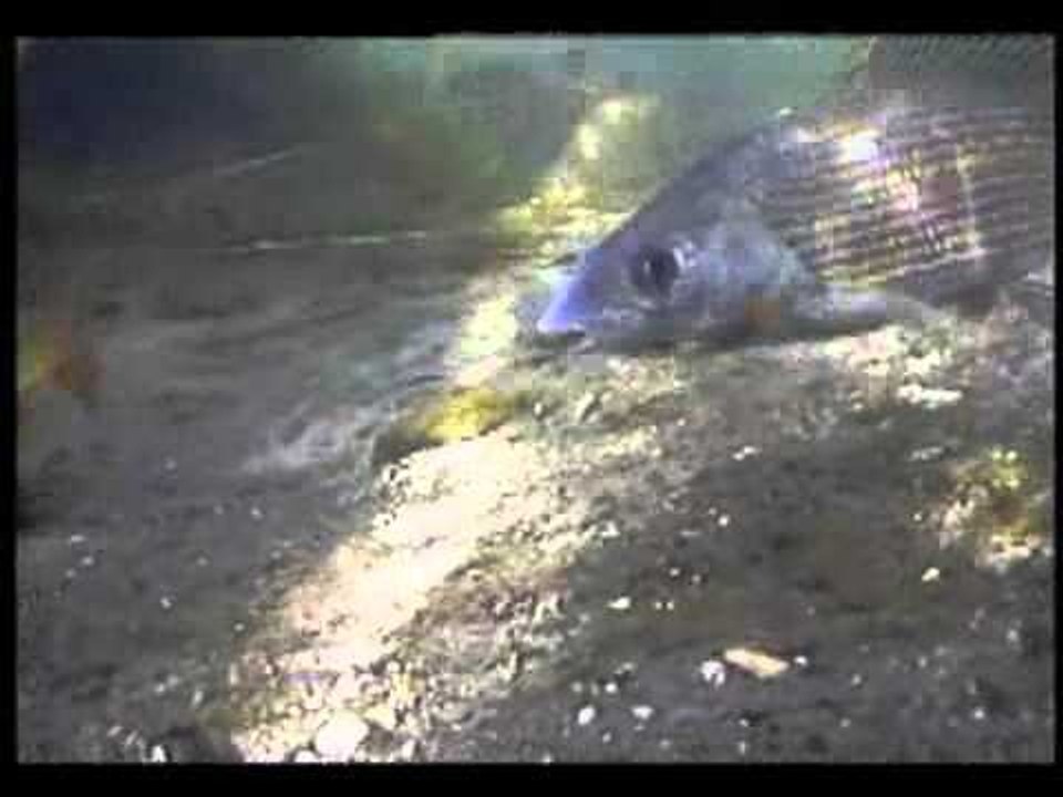 Grayling underwater