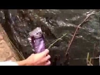 Carp in pellet bag at Angling Times office lake