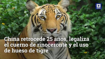 China retrocede 25 años, legaliza el cuerno de rinoceronte y el uso de hueso de tigre