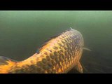 Underwater footage of carp being let go