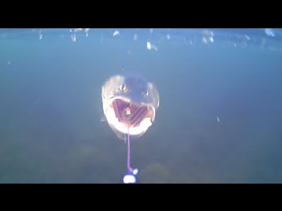 Underwater Pike Action